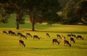 nationalpark-brijuni-06