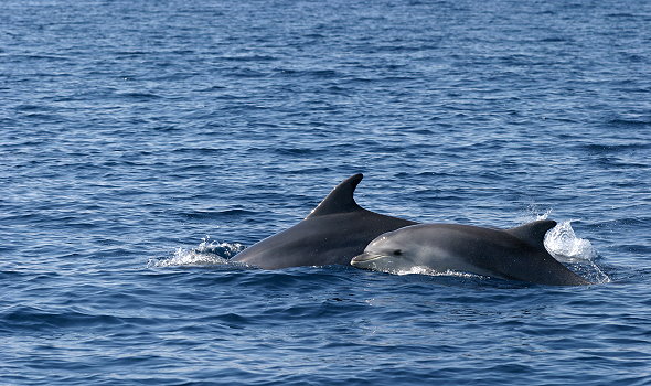 Losinj_Delfin_05